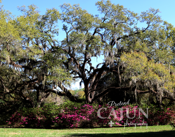 Oak at Avery Island