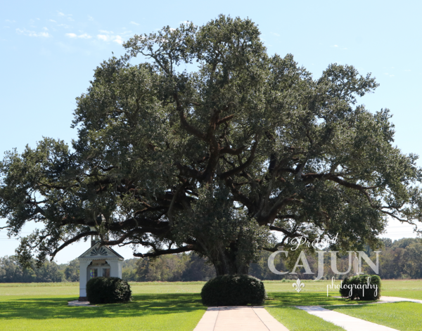 Oak at Roberts Cove