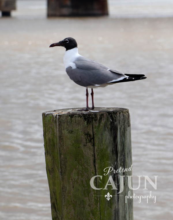 Gull at the river
