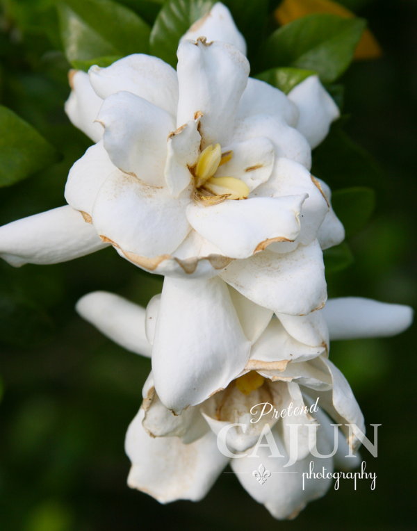 Gardenia