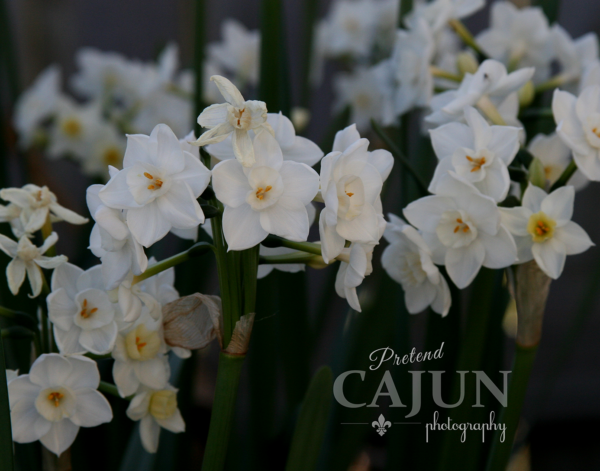 Lillies
