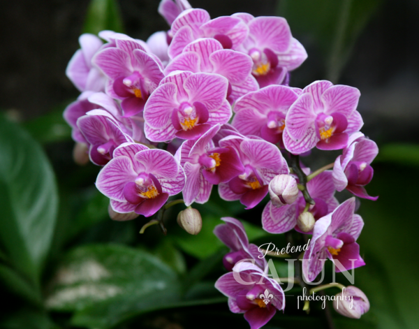 Purple Orchid