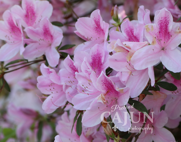 Pink Azalea