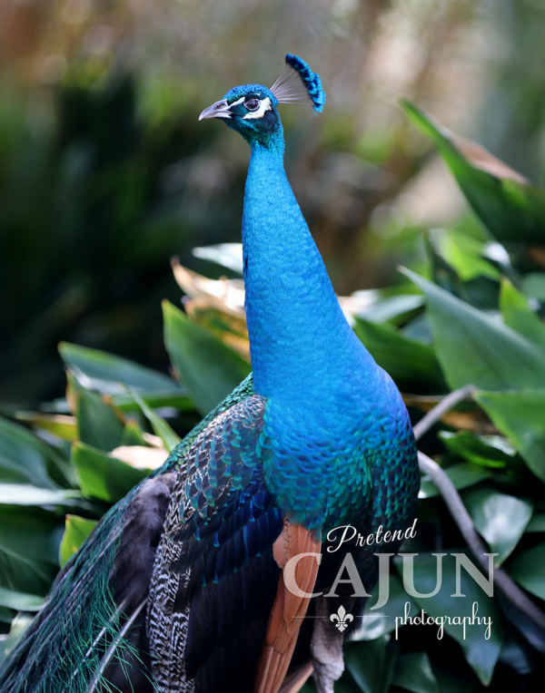 Majestic Peacock