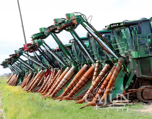 Cane Cutters
