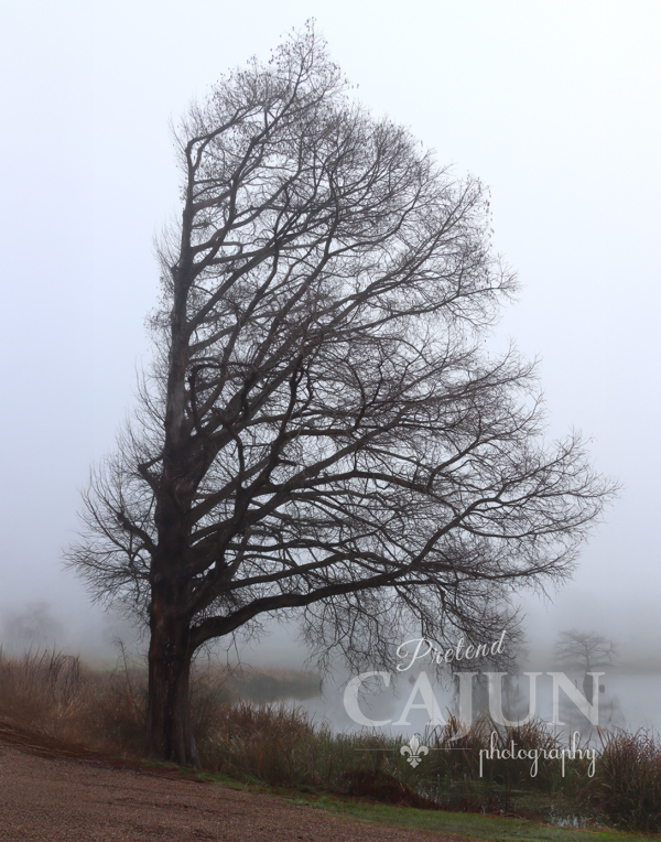 Creepy Tree in the fog
