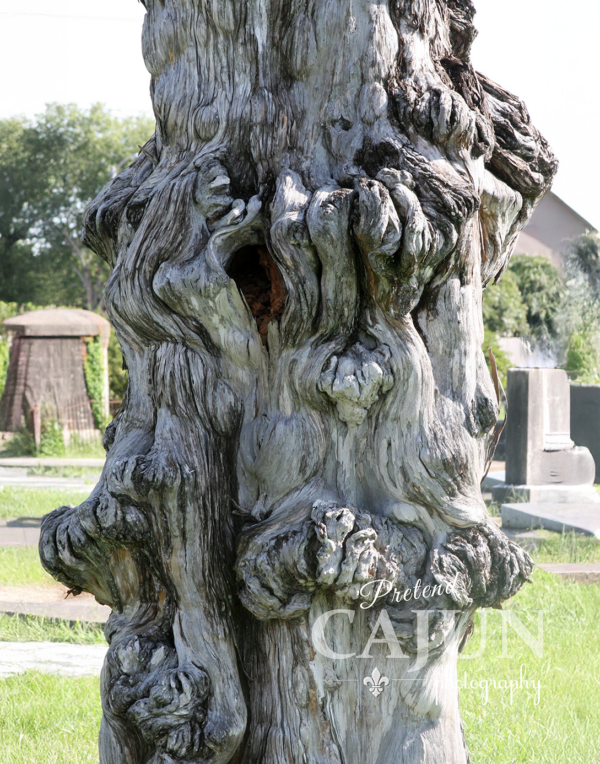 Interesting tree at Lafayette cemetery