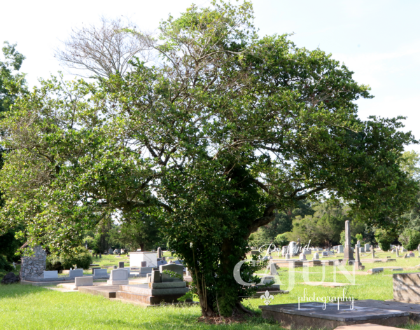 Oak at Lafayette Cemetery