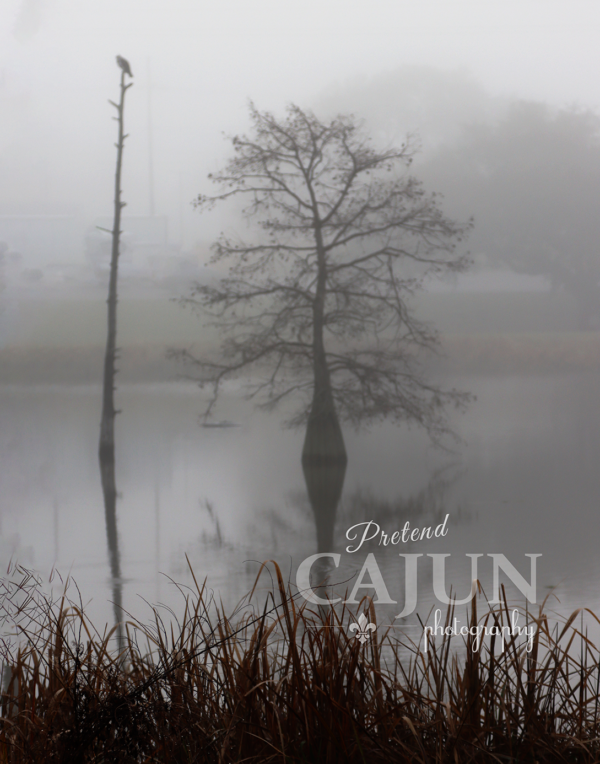 Tree in the Fog