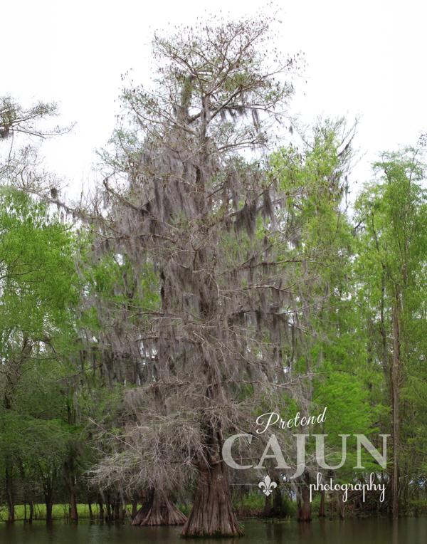 Spanish Moss