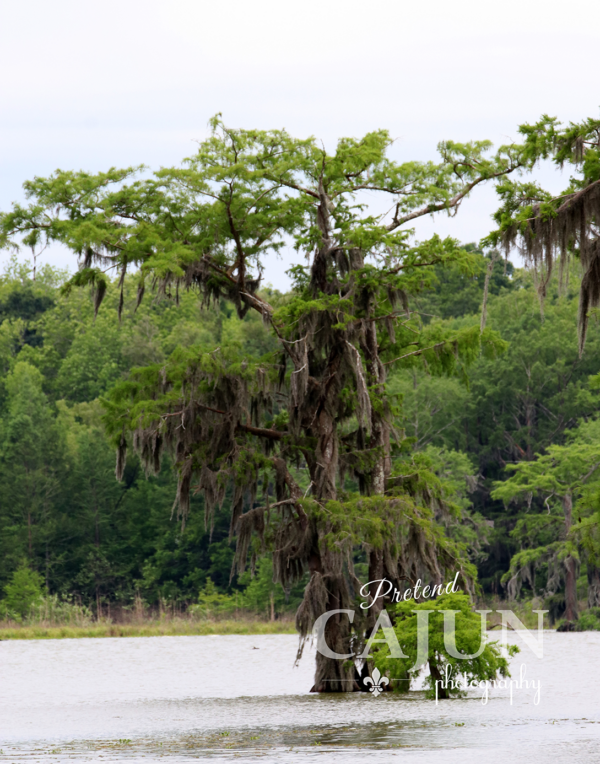 Cypress Tree at Lake Martin